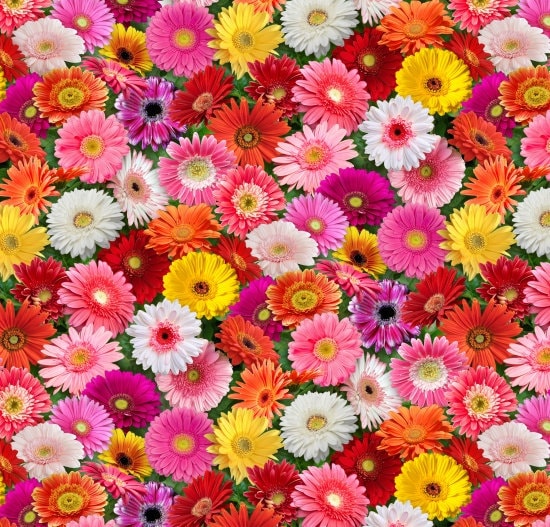 Gerbera Daisy Flower Fabric - Elizabeth's Studio - 100% cotton - Burst of Color 700-MULTI