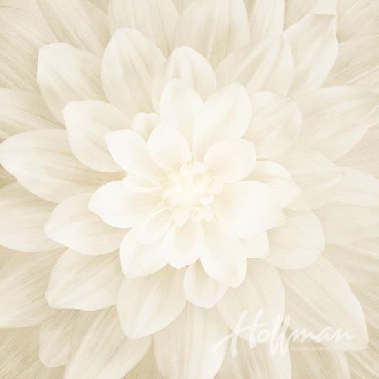 Dream Big Panel "Ivory" - Hoffman Fabrics - 43" Square - 100% cotton fabric - fabric panels floral material quilting flower - P4389-22-Ivory