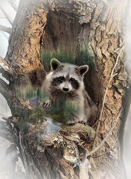 Raccoon Panel - 31 3/4" x 42 1/2" wide - 100% Cotton - Call of the Wild Hoffman Fabric Panel - Tree fabric forest animals - SHIPS NEXT DAY