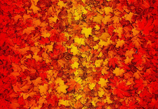 Fall Leaves Fabric - Autumn Glory Ombre Leaves - By Freckle & Lollie - 100% Cotton - Multicolor leaf vibrant nature theme - Ships NEXT DAY