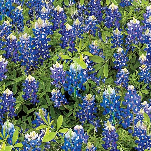 Bluebonnet Flowers - Benartex - 100% Cotton Fabric - Flowers of Friendship - Blue Flower Material Texas State Flower
