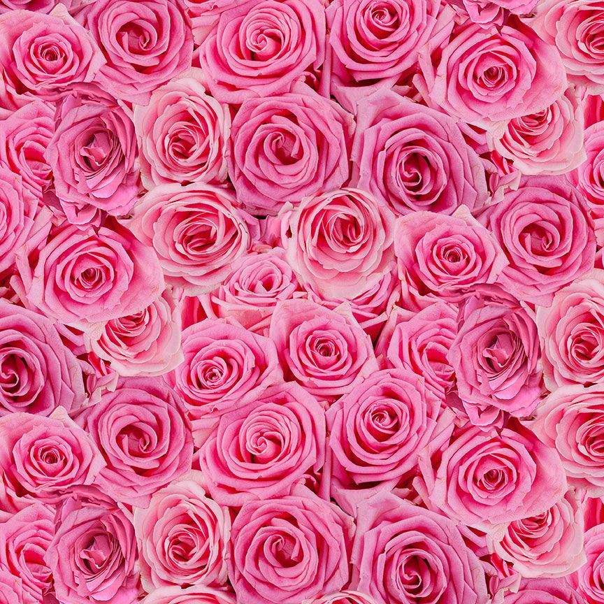 Pink Rose Fabric - Timeless Treasures- 100% Cotton Fabric - Bellerose Collection