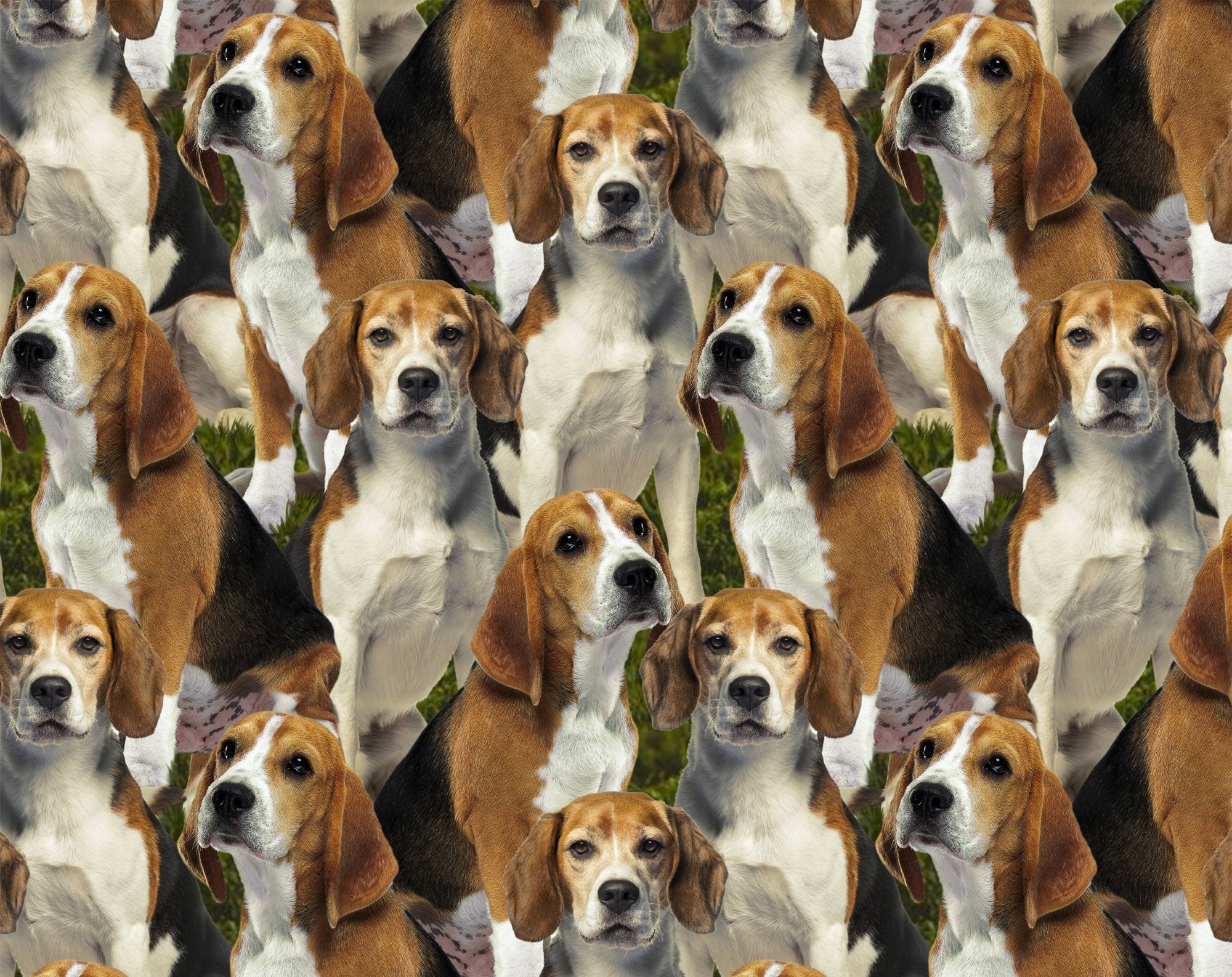 Orders 100 beagle sites