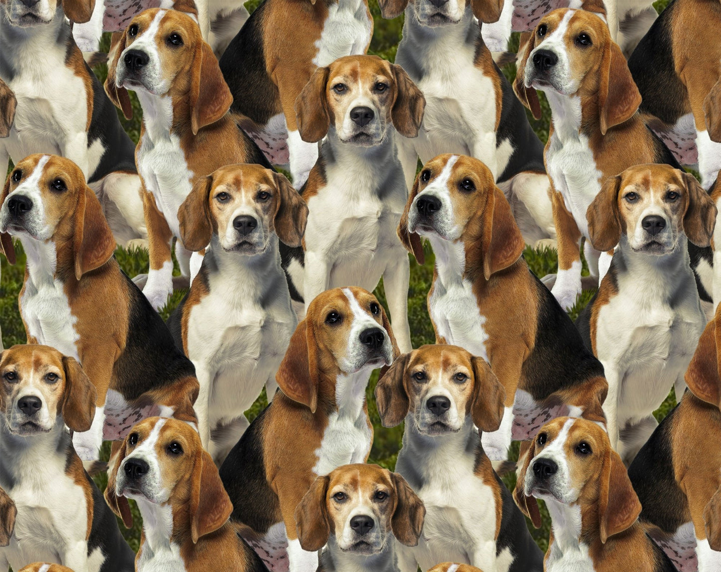 Dog fabric - Beagles - Foust Exclusive Print - 100% Cotton - David Textiles - puppy dogs