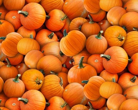 Realistic Pumpkin Fabric - Food Festival - 100% Cotton - Elizabeth's Studio - Fall Halloween Thanksgiving Quilting Cotton