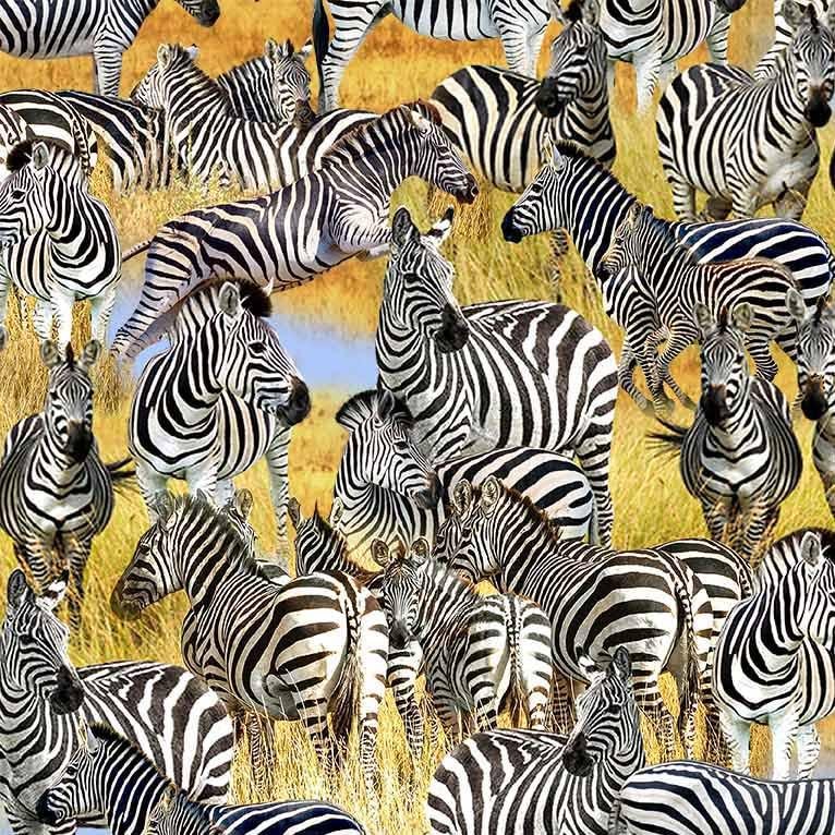 Zebra Fabric - Michael Miller - 100% Cotton - African Safari wilderness - Serengeti Plains - Savanna Dazzle