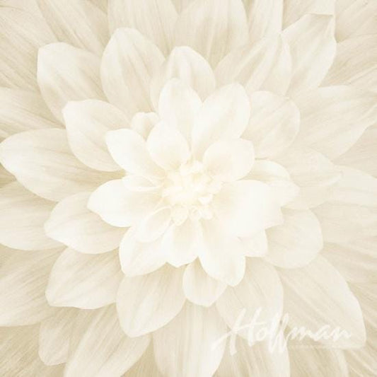 Dream Big Panel "Ivory" - Hoffman Fabrics - 43" Square - 100% cotton fabric - fabric panels floral material quilting flower - P4389-22-Ivory
