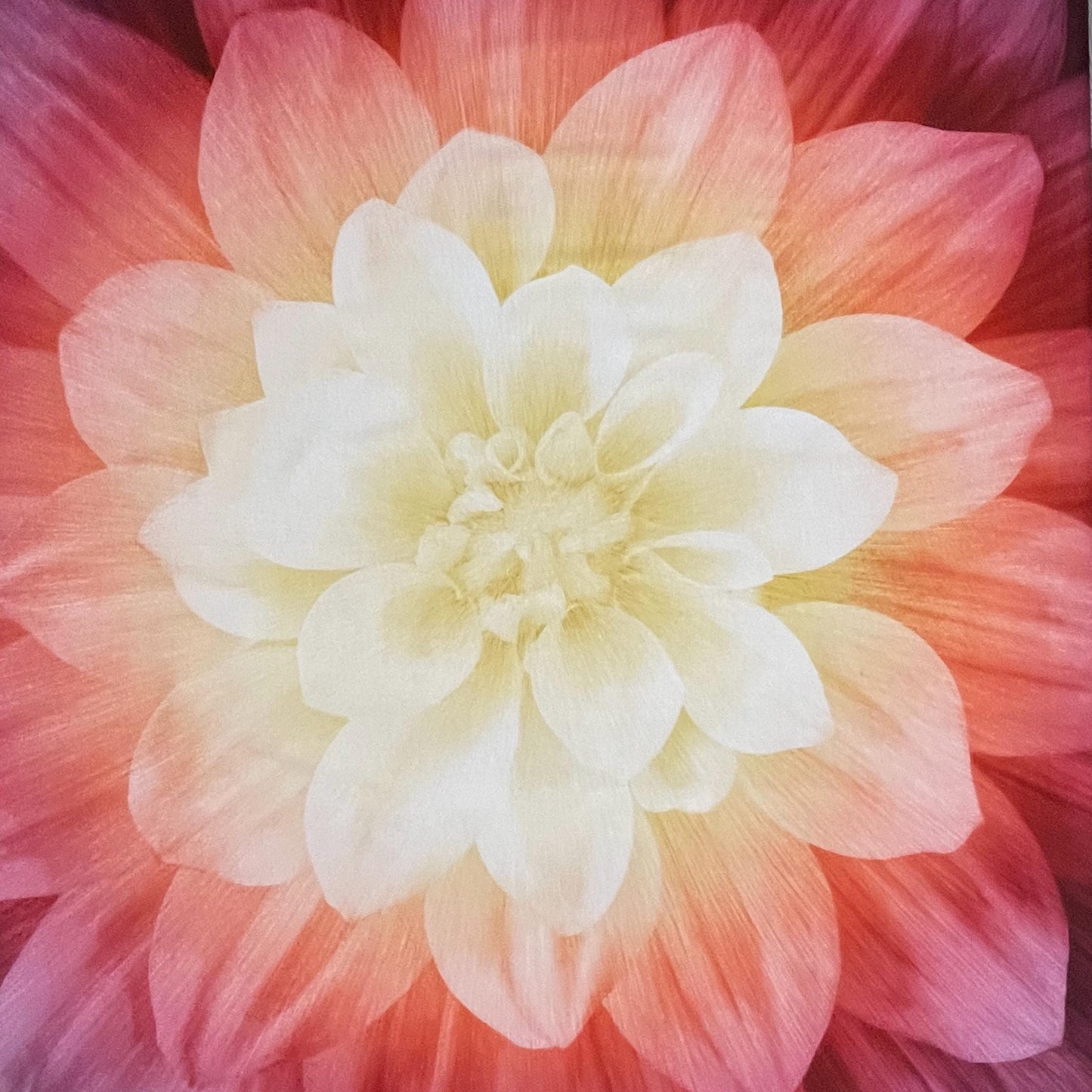 Dream Big Panel "Sugarplum" by Hoffman Fabrics - 43" Square - 100% cotton