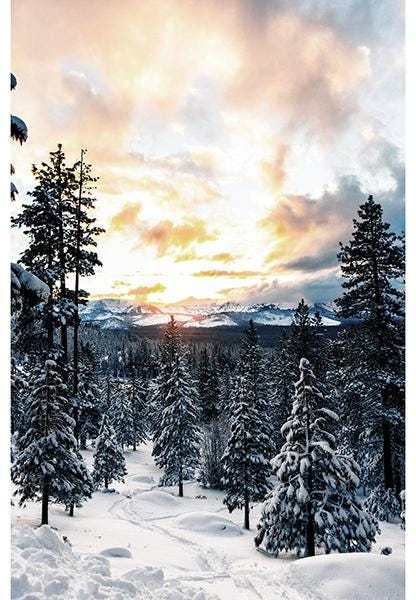 Snowy Tree fabric panel - 28.5” x 42.5” - 100% Cotton - Call of the Wild Hoffman - Sunrise Mountains Winter - X5570-112-Dawn