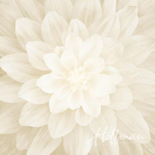 Dream Big Panel "Ivory" - Hoffman Fabrics - 43" Square - 100% cotton fabric - fabric panels floral material quilting flower - P4389-22-Ivory