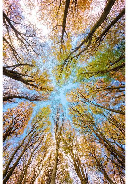 Tree fabric panel - 29.5” x 42.5” - 100% Cotton - Homestead by Hoffman - W5515-554-Treetop