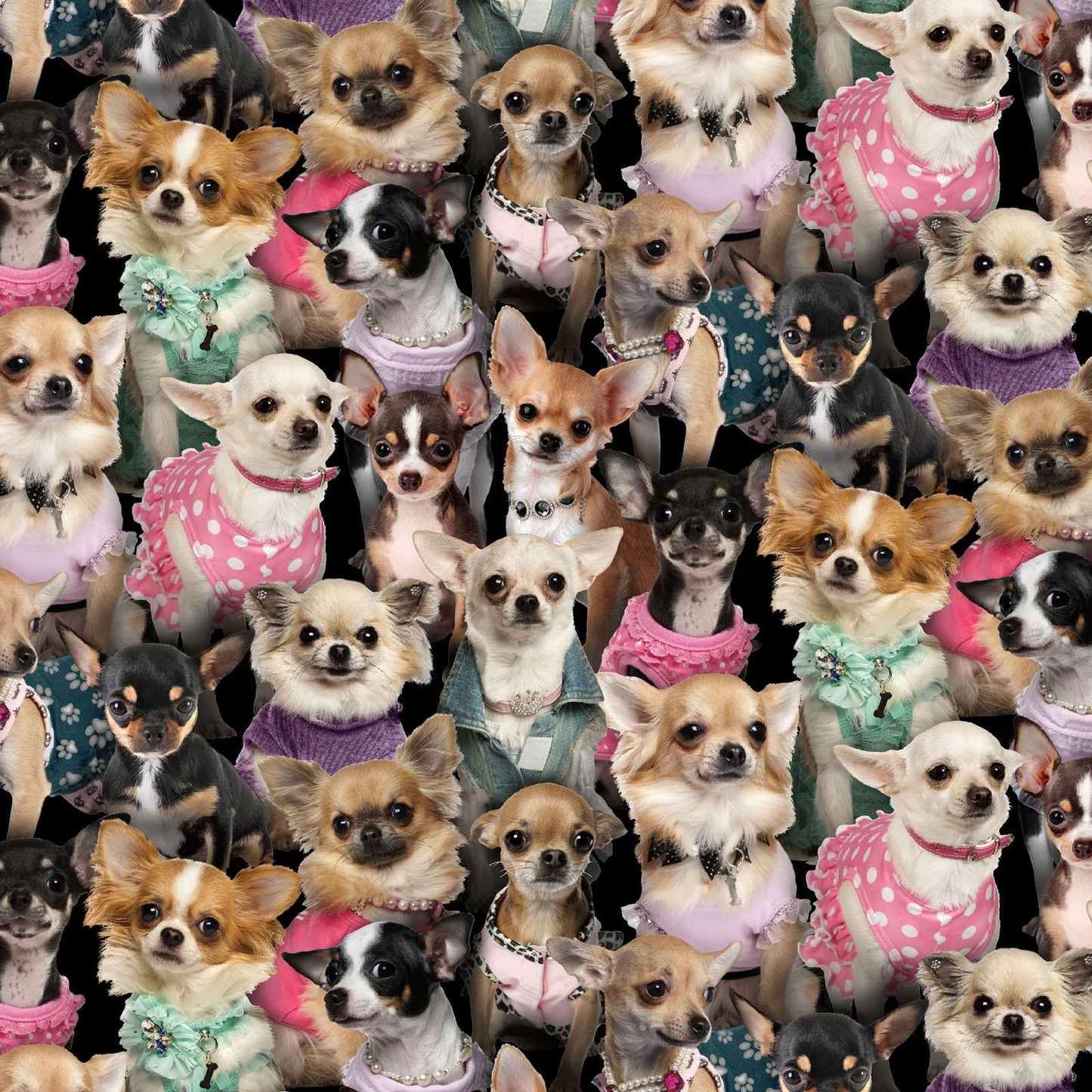 Chihuahua fabric - Elizabeth's Studio - 100% Cotton - 707 Multi
