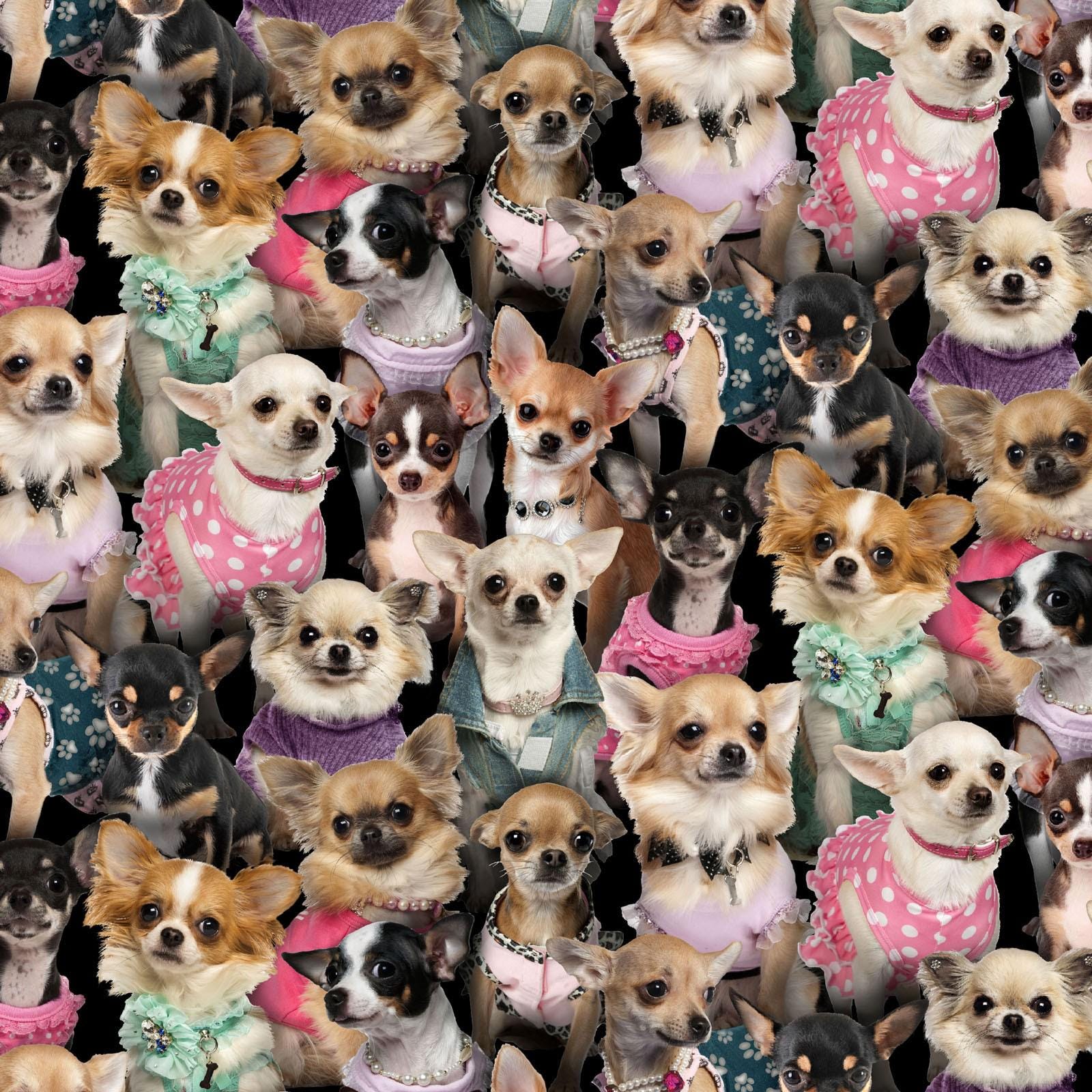 Chihuahua fabric - Elizabeth's Studio - 100% Cotton - 707 Multi