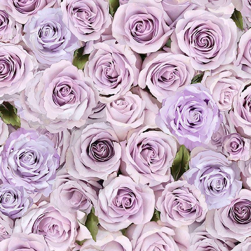 Purple Rose Fabric - Timeless Treasures - 100% Cotton Fabric - Lavender color