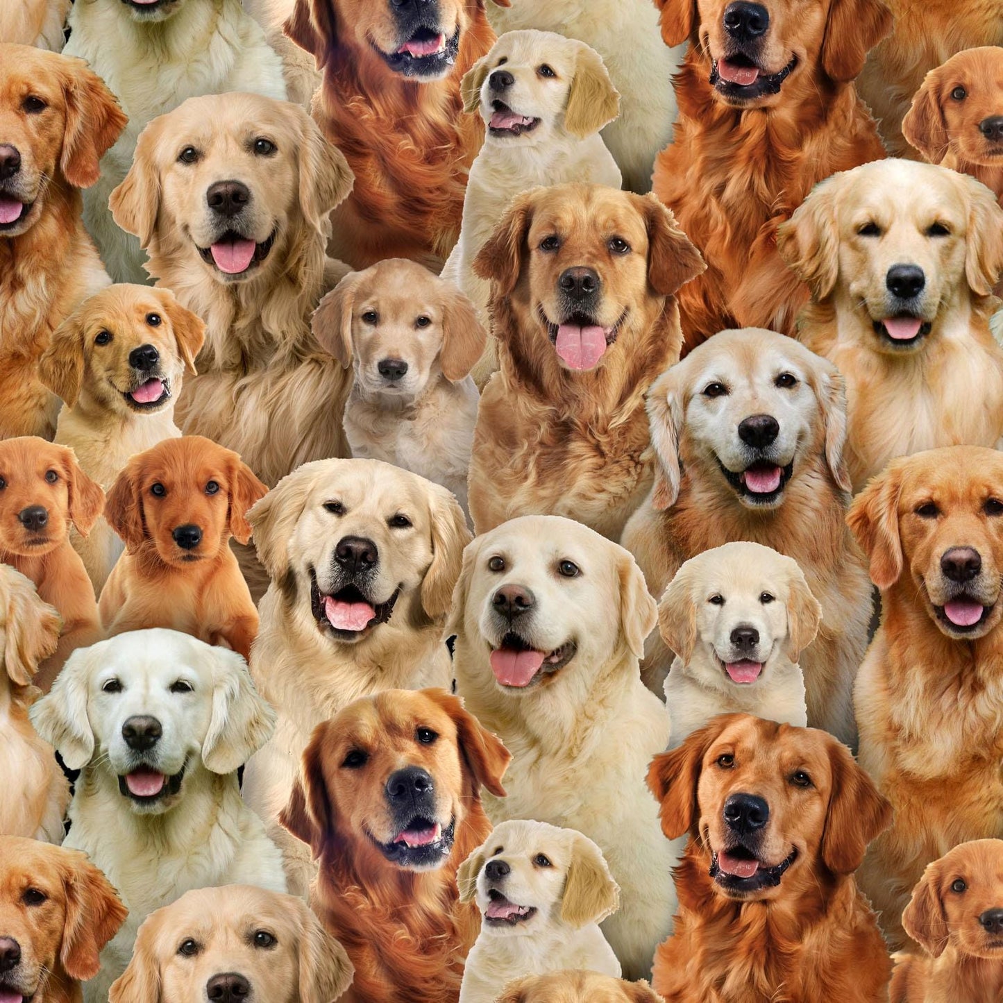 Golden Retriever Fabric - Elizabeth's Studio - 100% Cotton Fabric - dog