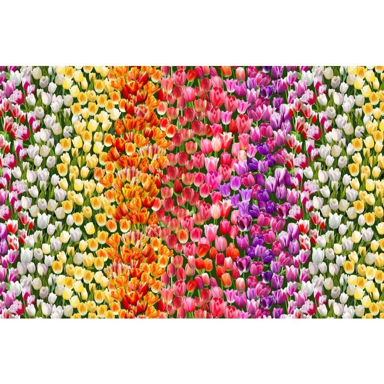 May include: A vibrant field of tulips in full bloom, showcasing a spectrum of colors. The image features rows of white, yellow, orange, red, pink, and purple tulips, creating a visually stunning display of nature's beauty. The flowers are densely packed, forming a colorful floral tapestry.