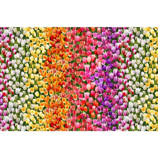 May include: A vibrant field of tulips in full bloom, showcasing a spectrum of colors. The image features rows of white, yellow, orange, red, pink, and purple tulips, creating a visually stunning display of nature's beauty. The flowers are densely packed, forming a colorful floral tapestry.