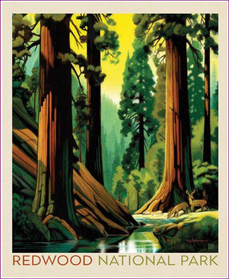 National Parks Redwood Fabric Panel - 36" x 43" - 100% Cotton - Riley Blake - PD17709