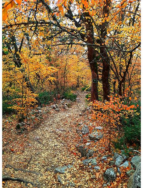 Autumn tree fabric panel - 32” x 42.25” - 100% Cotton - On The Path To Fall - Hoffman Y5789-66-Autumn