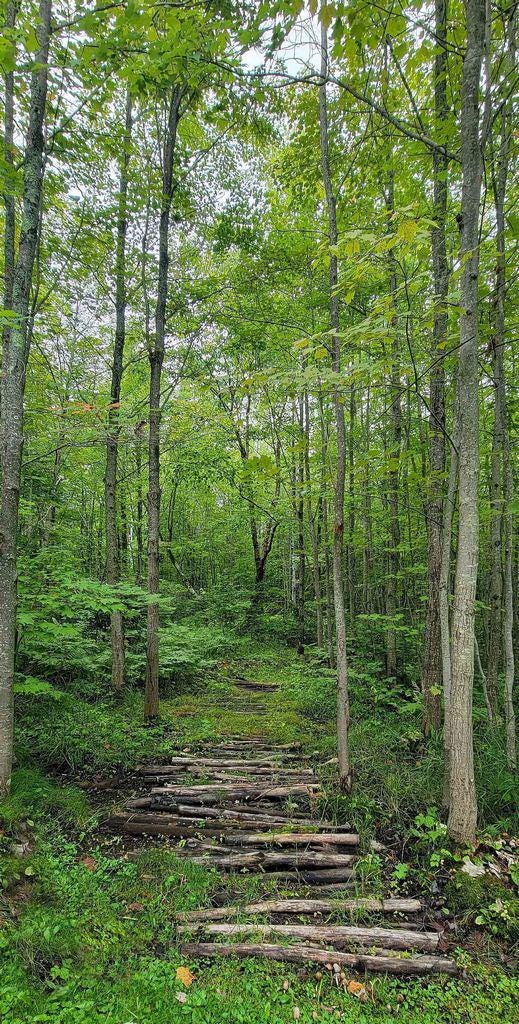 Forest Path fabric panel - 24” x 44” - 100% Cotton - Timeless Treasures - CD4080