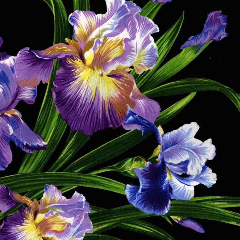 Purple Iris Fabric - LARGE Scale - Michael Miller - 100% cotton - Primavera Iris - DC4127-BLAC-D