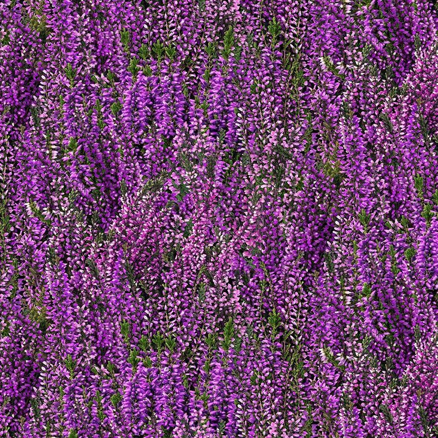 Lavender Flower Fabric - Timeless Treasures - 100% Cotton - Heather & Highland - CD4397