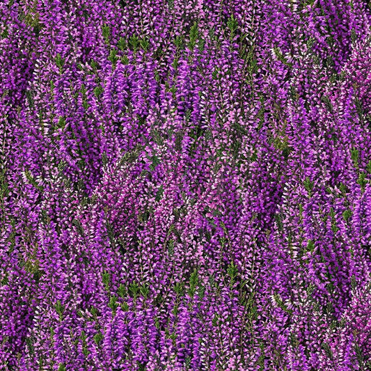Lavender Flower Fabric - Timeless Treasures - 100% Cotton - Heather & Highland - CD4397