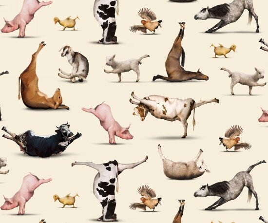 Yoga Fabric - Yoga is for Everyone on Cream - Elizabeth's Studio - 100% Cotton Fabric - Animal Yoga Cow Pig Lamb quilting fabric