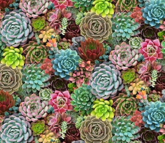 Succulent fabric by the yard - Elizabeth's Studio - 100% cotton - Succulent charm plant fabric plant material houseplants - SHIPS NEXT DAY