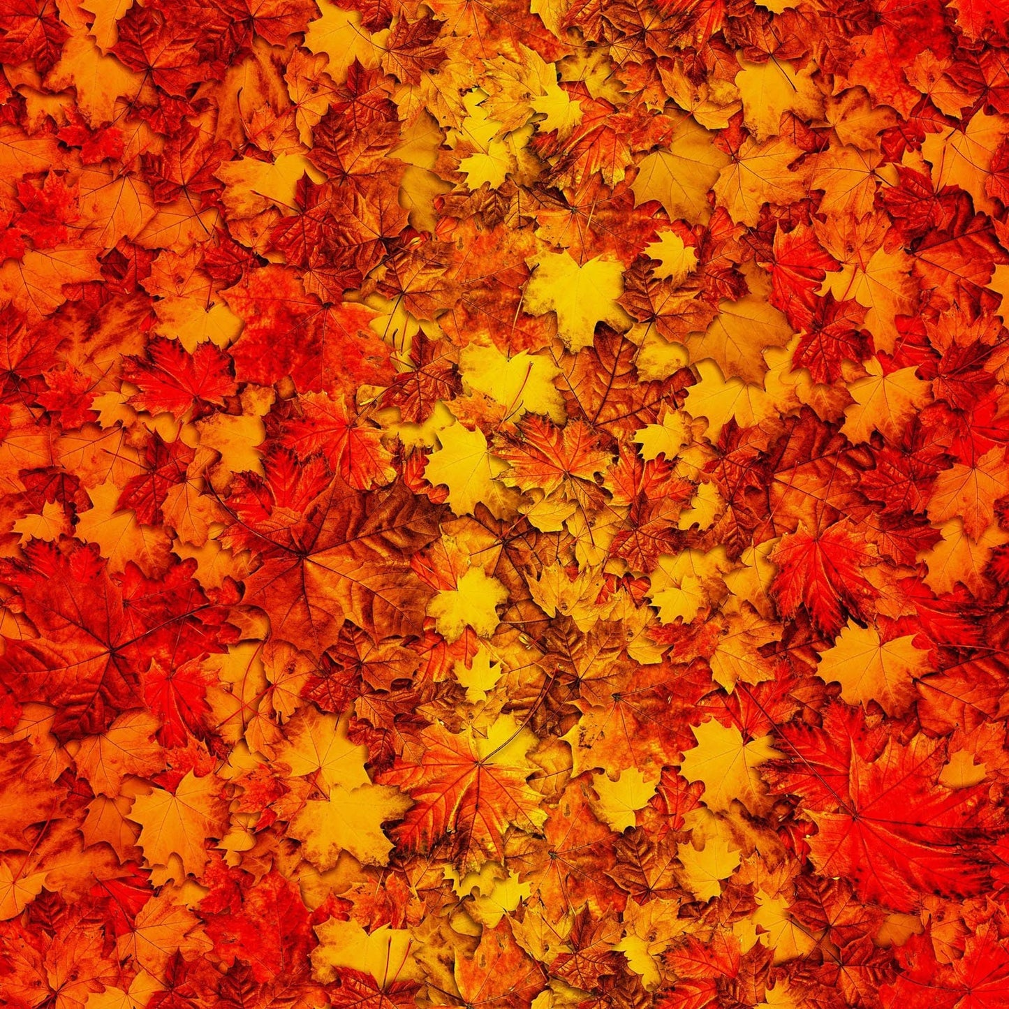 Fall Leaves Fabric - Autumn Glory Ombre Leaves - By Freckle & Lollie - 100% Cotton - Multicolor leaf vibrant nature theme - Ships NEXT DAY