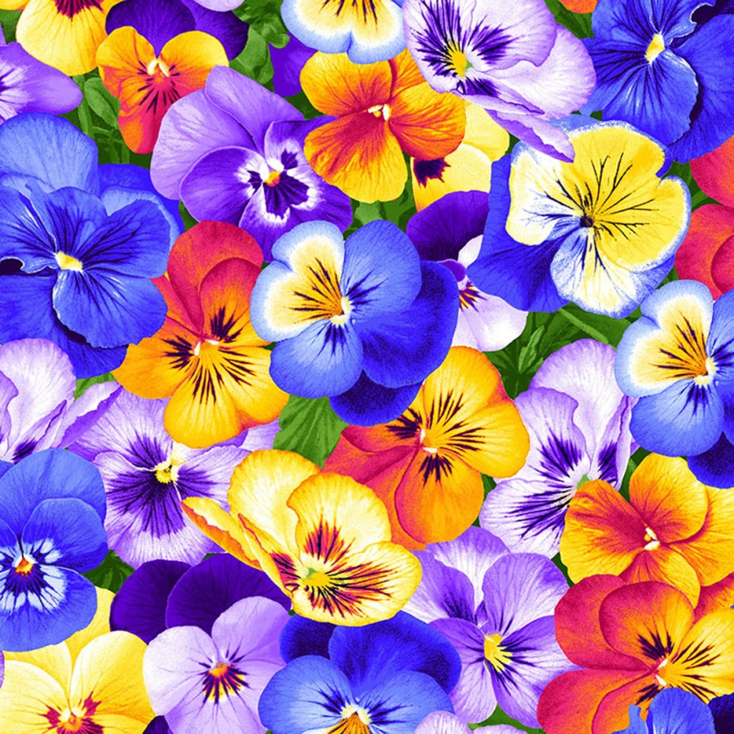 Pansy fabric - Timeless Treasures - 100% cotton - Packed Pansies quilting fabric floral material purple flowers
